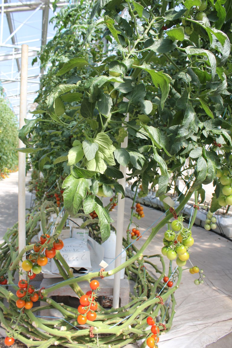 The Flying Tomato Would Rather You Not Call Him That Anymore - The