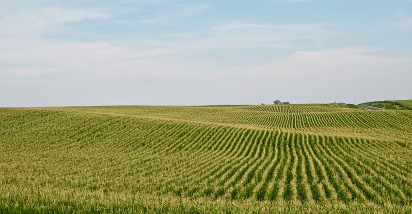 Corn field Corn field