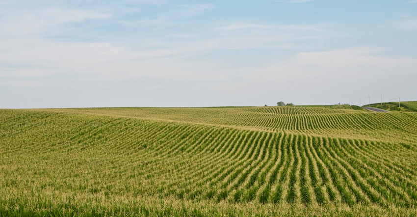 Corn field