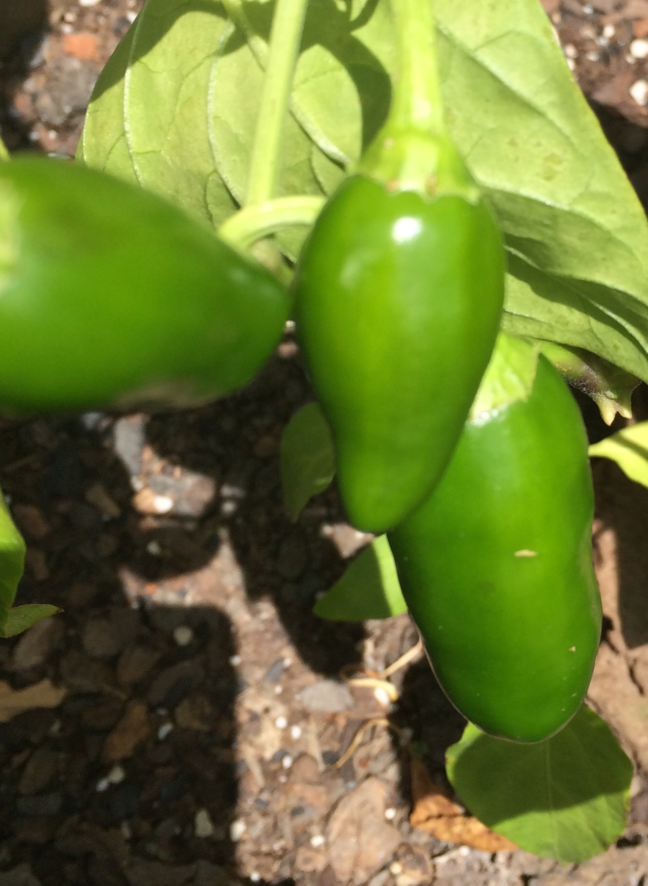 Early harvest and good conditions reported for this year's chile crop