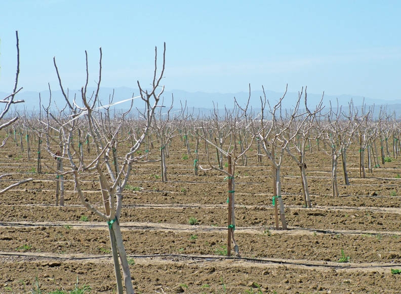 More pistachio trees coming into production this season Farm Progress