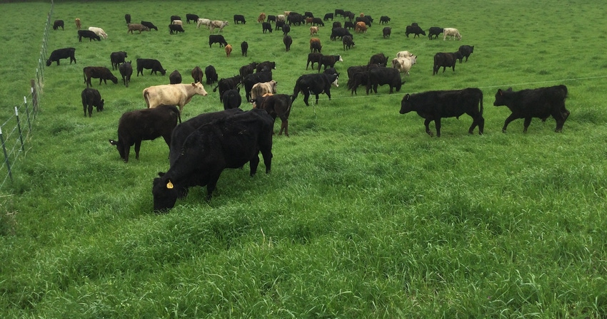 Cattle grazing