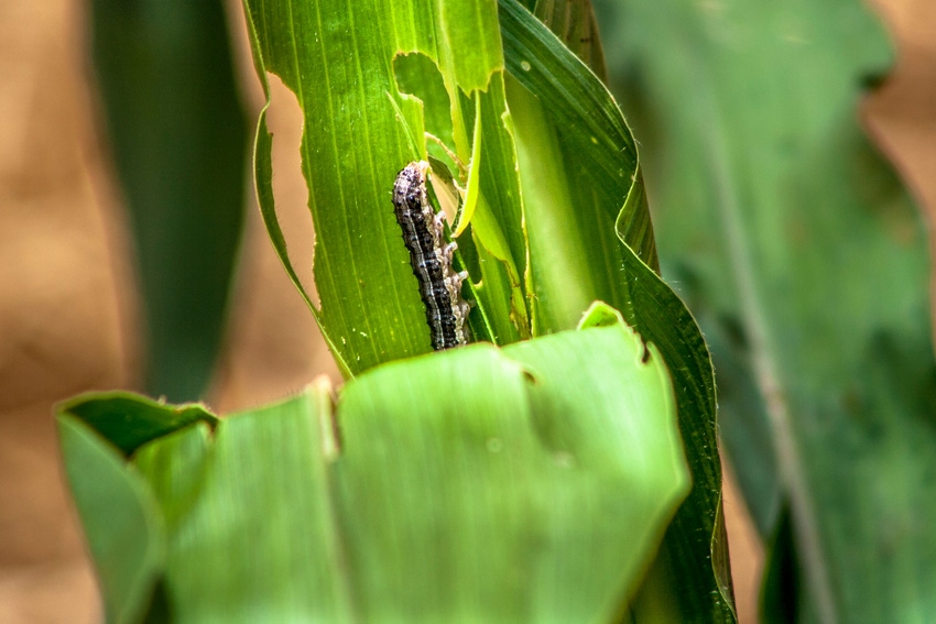 worm-eating-corn-leaf-GettyImages-876361044.jpg