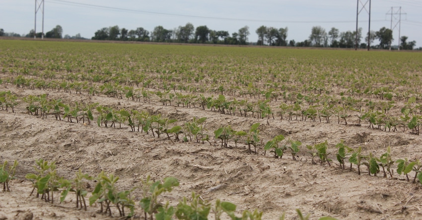 Early Soybeans.jpeg Early Soybeans.jpeg