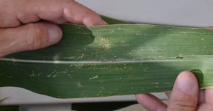 black dots on green corn leaf indicates tar spot
