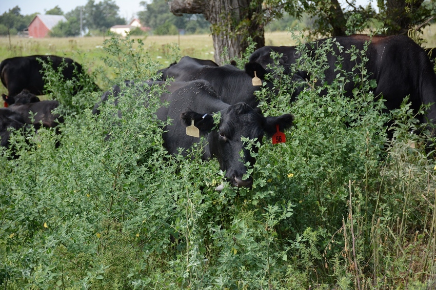 Cattle grazing in a diverse environment