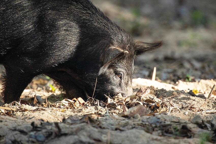 Wild-Pig-scaled.jpg Wild-Pig-scaled.jpg