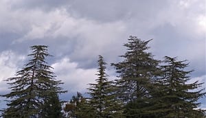 Storm clouds over trees