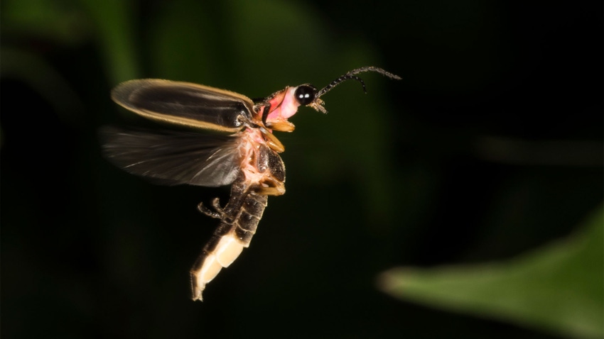  A close-up of a firefly