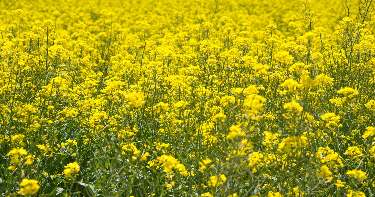 2 crops, 1 field — the rise of intercropping on the Great Plains