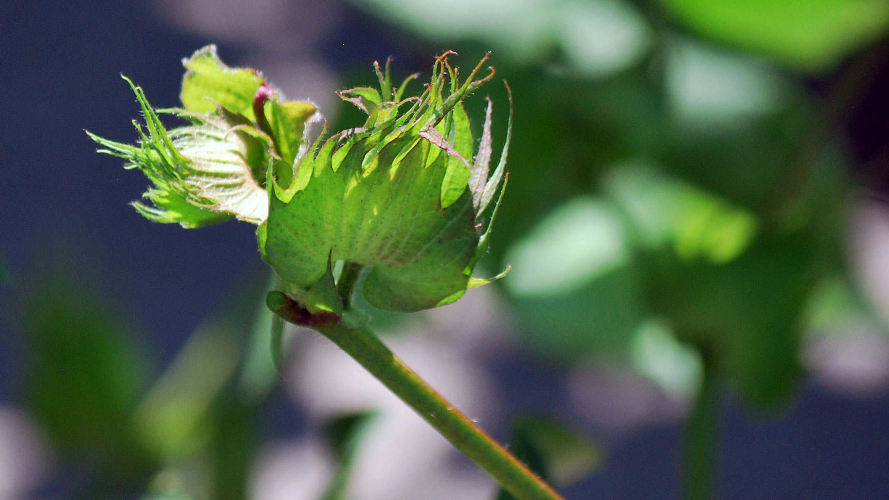 Cotton Blooms