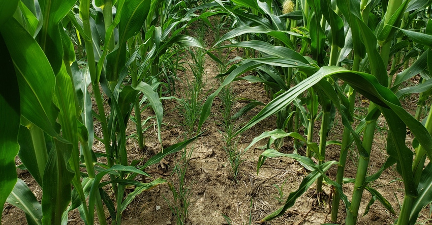 cover crops planted between rows of corn