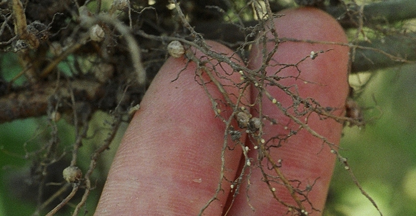 SCN found on soybean roots