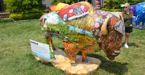 painted buffalo at the Indiana State Fair