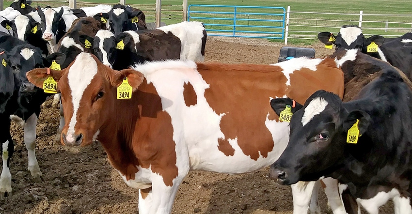 dairy cows in pen