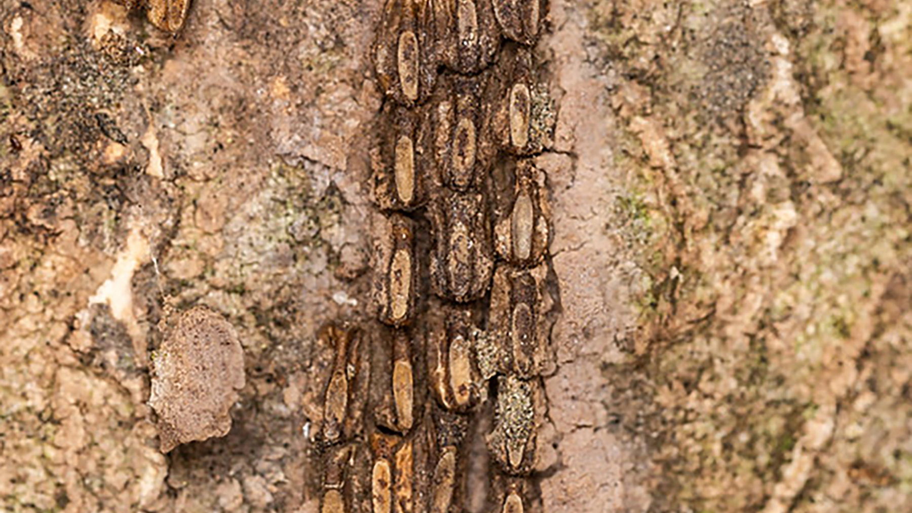 Scientists ask public to watch for new insect in Mississippi