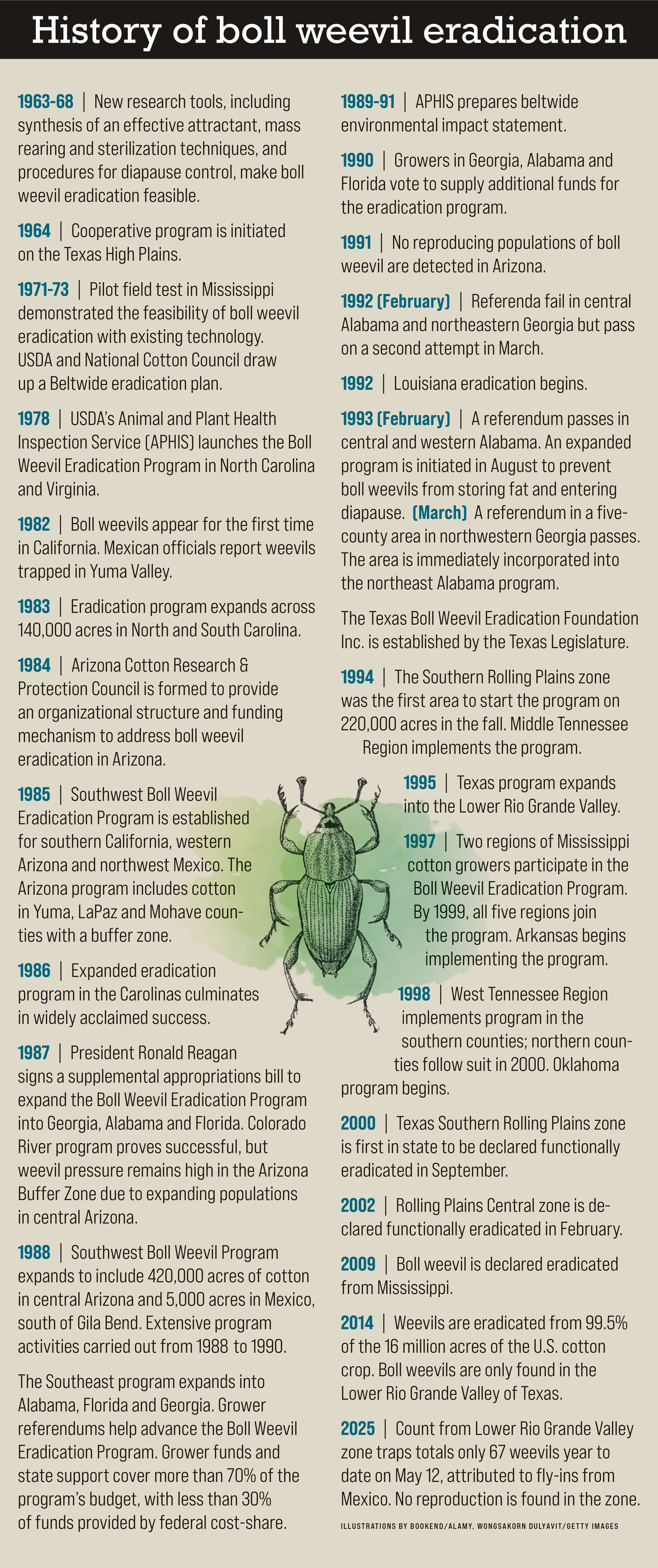 The boll weevil's march: From destruction to eradication