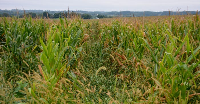 View of rows overwhelmed with weeds, especially rows with a clover cover