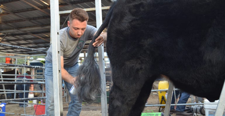 Lane Conderman grooming steer to show
