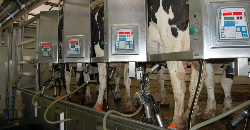 cows on dairy farm