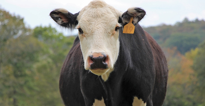 black cow with white face closeup