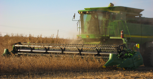 Combine harvesting soybeans