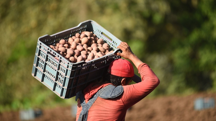 Agriculture worker carrying a flat of potatoes on their shoulder