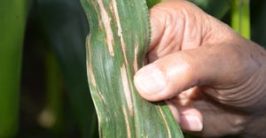 gray leaf spot lesions on corn leaf