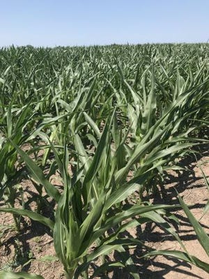 7.17 corn drought.jpg