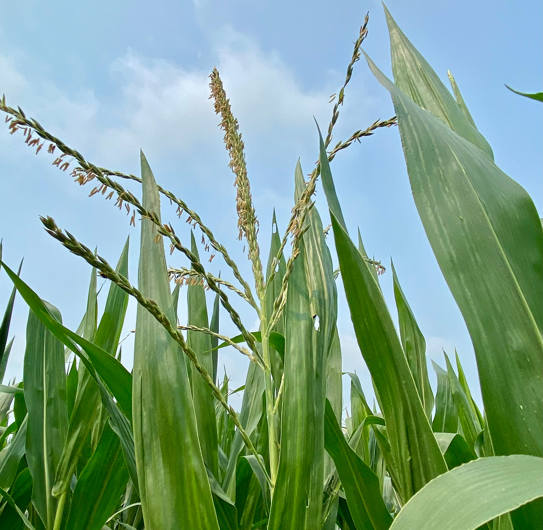 Understanding pollination can be key to good corn yields
