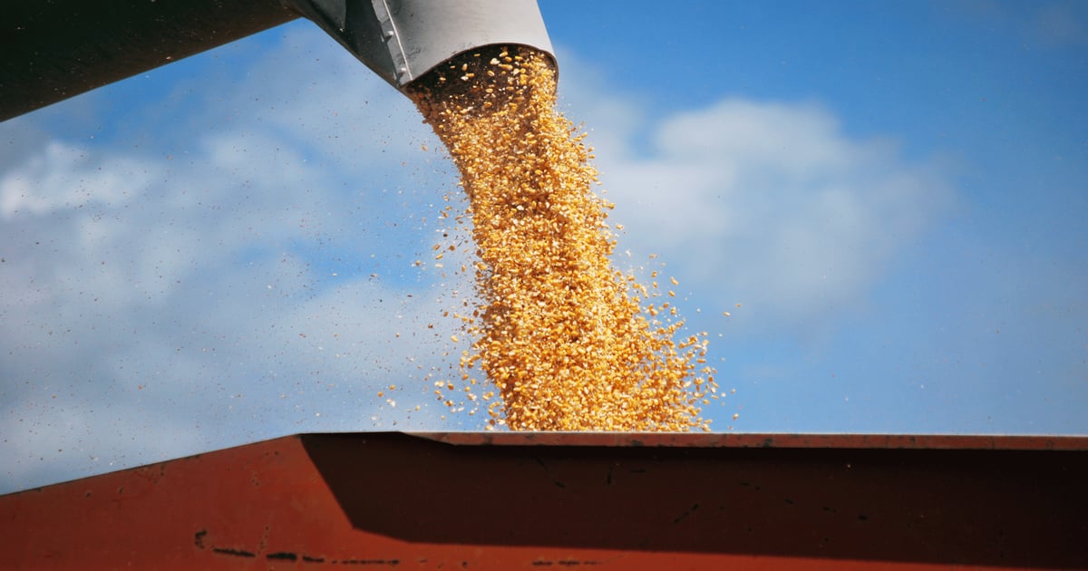 Lining up trucks to haul corn is a hard trick pull off sometimes