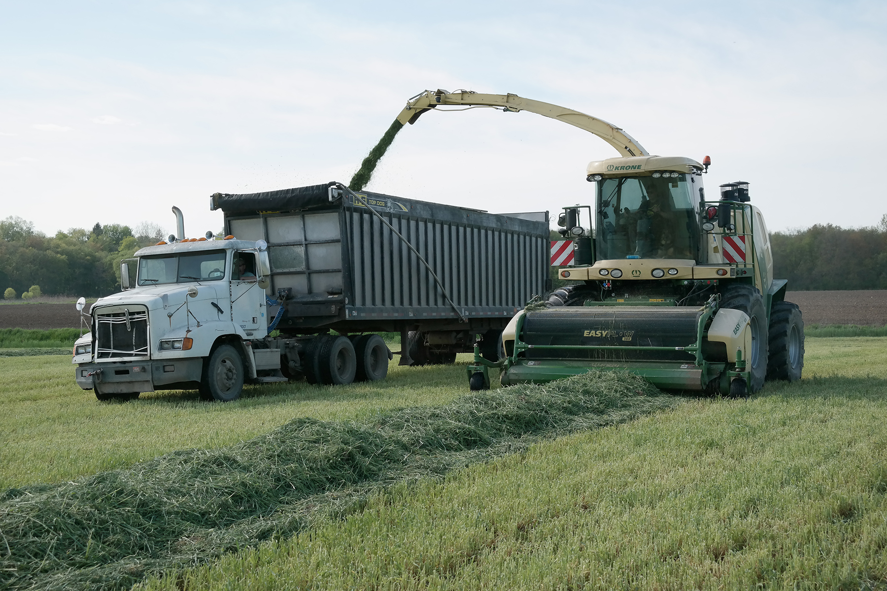 triticale being poured into grain cart