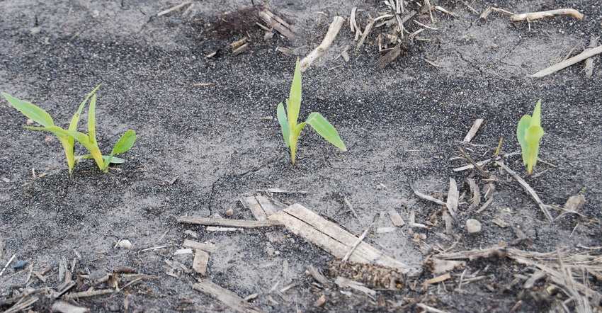 Young corn plants emerge from acres of no-till field