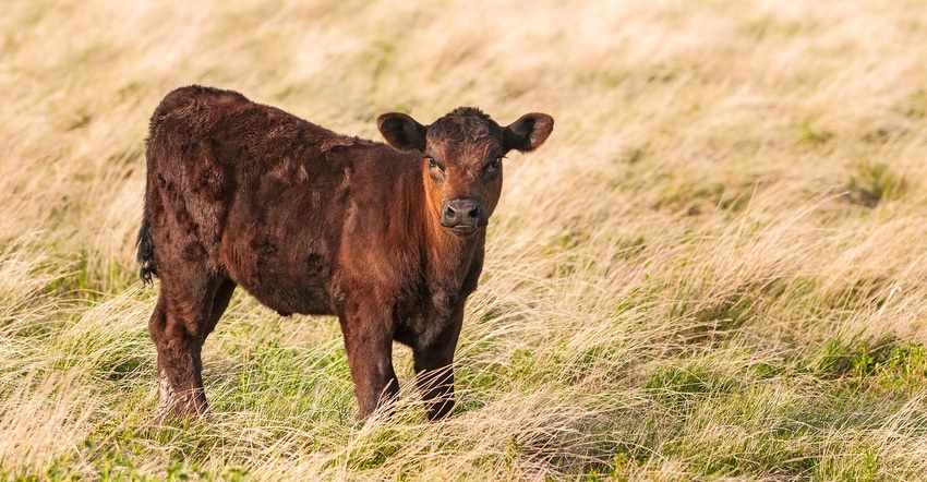 Calf grazing in field