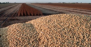 pile of harvested soybeans