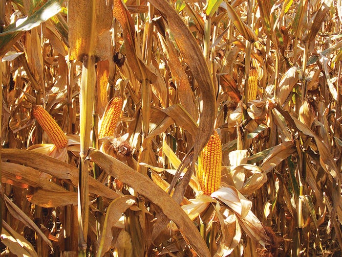 corn_dekalb_Dixon_farm_3.jpg