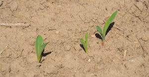 corn seedlings in field