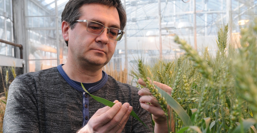 Eduard Akhunov, Kansas State University professor of wheat genetics and pathology holding wheat in greenhouse