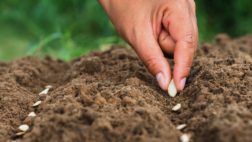 hand planting pumpkin seed in soil