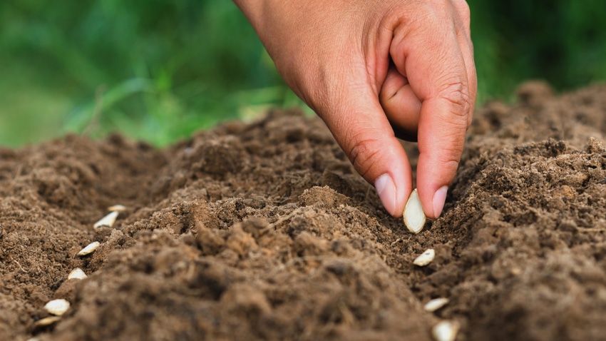 hand planting pumpkin seed in soil hand planting pumpkin seed in soil