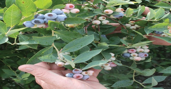 Georgia blueberry season under way | Farm Progress