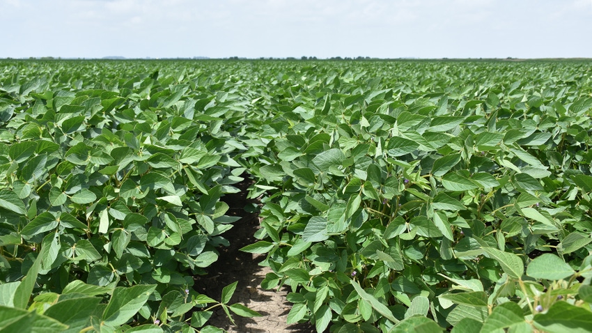 Irrigated soybeans