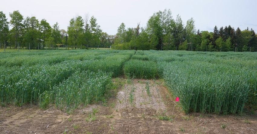 Research plot of winter triticale, winter hybrid rye and winter barley as forage crops
