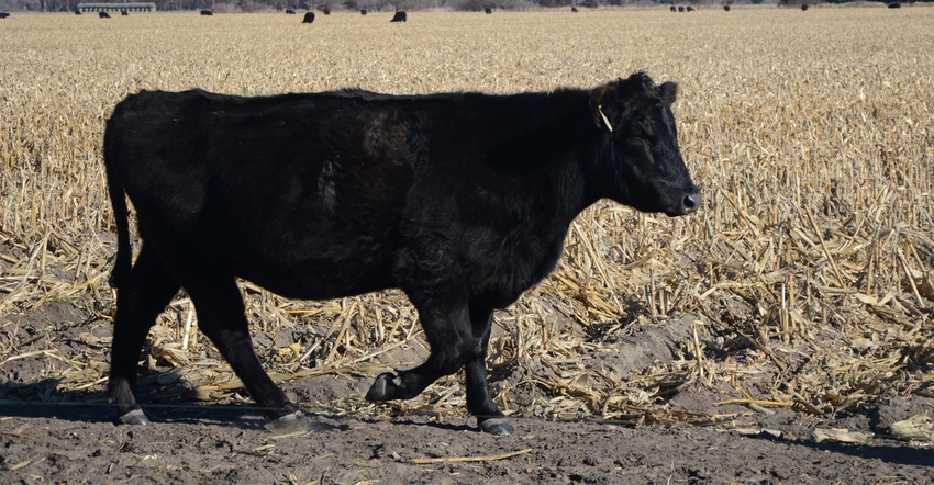 pregnant cow in field