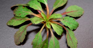 Figure 1. Studies show most marestail plants emerge during fall and can survive the Nebraska winter in the rosette stage – 