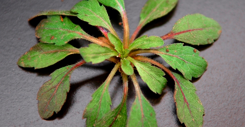 Figure 1. Studies show most marestail plants emerge during fall and can survive the Nebraska winter in the rosette stage – 