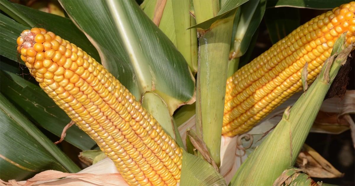 8 tips to make realistic corn yields in South Carolina
