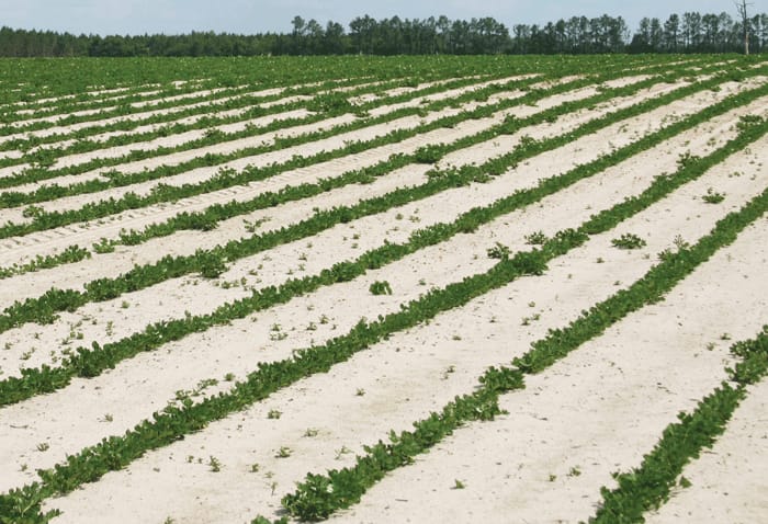 Peanut insects can be explosive issue | Farm Progress