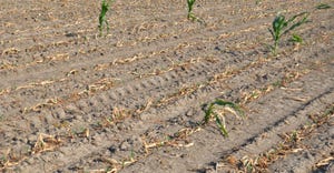 field of mostly dead corn plants, with a few still alive