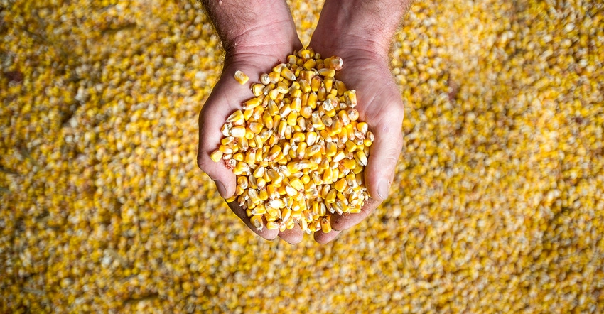 Cupped hands holding yellow corn